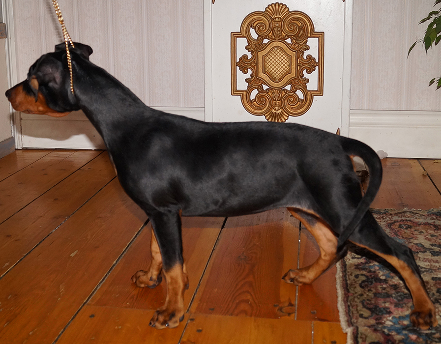 Pinscher * Xélanc Qualified Qiara 12 veckor